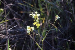 Biscutella auriculata