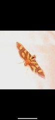 Syngamia florella