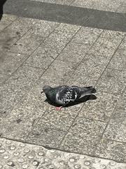 Columba livia domestica
