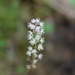 Southern Foamflower - Photo (c) Neil Gilbert, some rights reserved (CC BY-NC), uploaded by Neil Gilbert