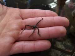 Ophiactoidea