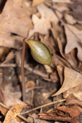 Trillium recurvatum