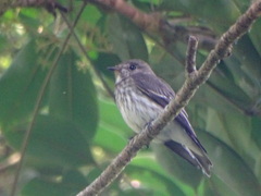 Gray-Streaked Flycatcher photo 4