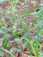 Salvia uliginosa