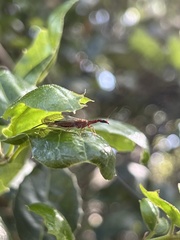 Raphidiinae
