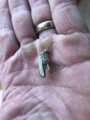 Epicauta longicollis