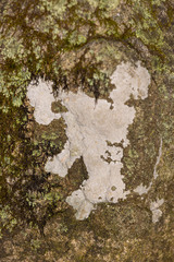 Trapelia placodioides