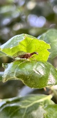 Raphidiinae