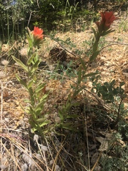 Castilleja applegatei