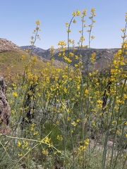 Ehrendorferia chrysantha