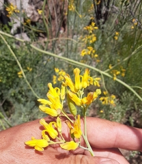 Ehrendorferia chrysantha
