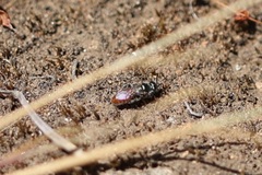 Perdita trisignata