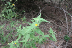 Abutilon oxycarpum