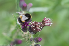 Bombus lucorum