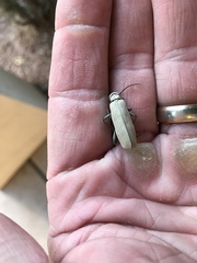 Epicauta longicollis