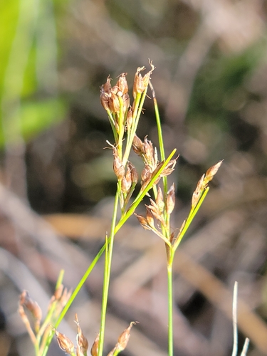 Image of Rhynchospora divergens by (c) Jay Horn, some rights reserved (CC BY)