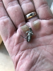 Epicauta longicollis