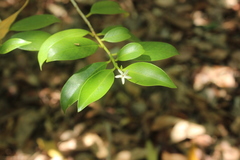 Vallesia antillana