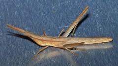 Achurum carinatum