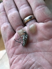 Epicauta longicollis