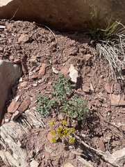 Cymopterus purpureus