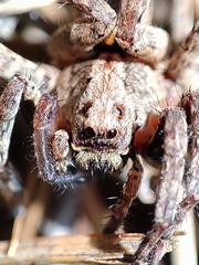 Alopecosa albofasciata