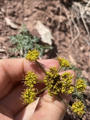 Cymopterus purpureus