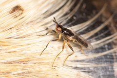 Prochyliza xanthostoma