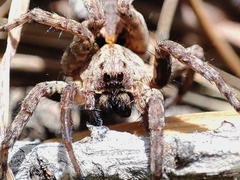 Alopecosa albofasciata