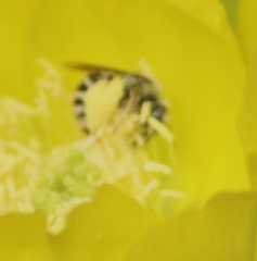 Halictus farinosus