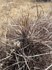 Sclerocactus polyancistrus