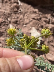 Cymopterus purpureus