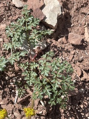 Cymopterus purpureus