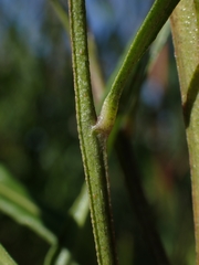 Dodonaea truncatiales