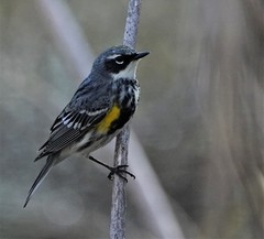 Setophaga coronata coronata
