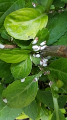 Coccoidea