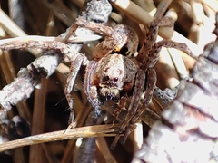 Alopecosa albofasciata