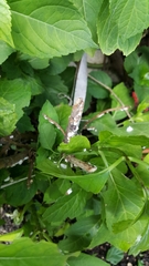 Coccoidea