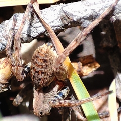 Alopecosa albofasciata