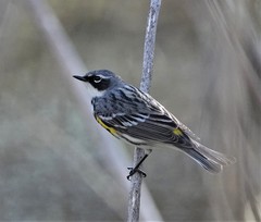 Setophaga coronata coronata