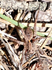 Alopecosa albofasciata