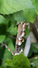 Coccoidea