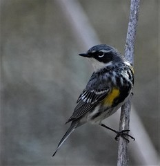 Setophaga coronata coronata