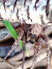 Alopecosa albofasciata