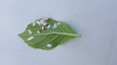 Coccoidea
