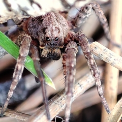Alopecosa albofasciata