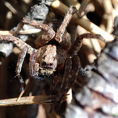 Alopecosa albofasciata