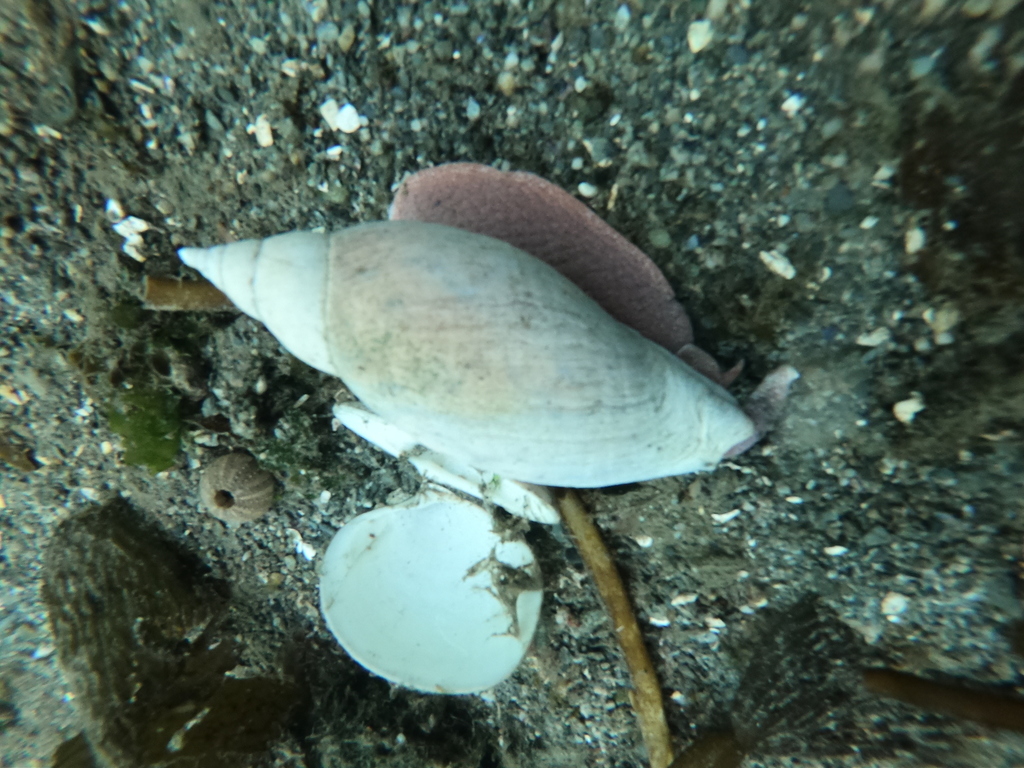 Adelomelon ancilla