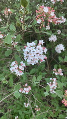 Viburnum carlesii