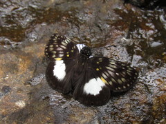 Potamanaxas latrea tusca